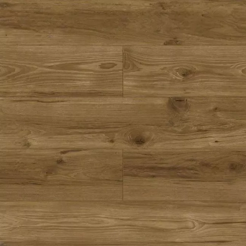 Дуб Корсика